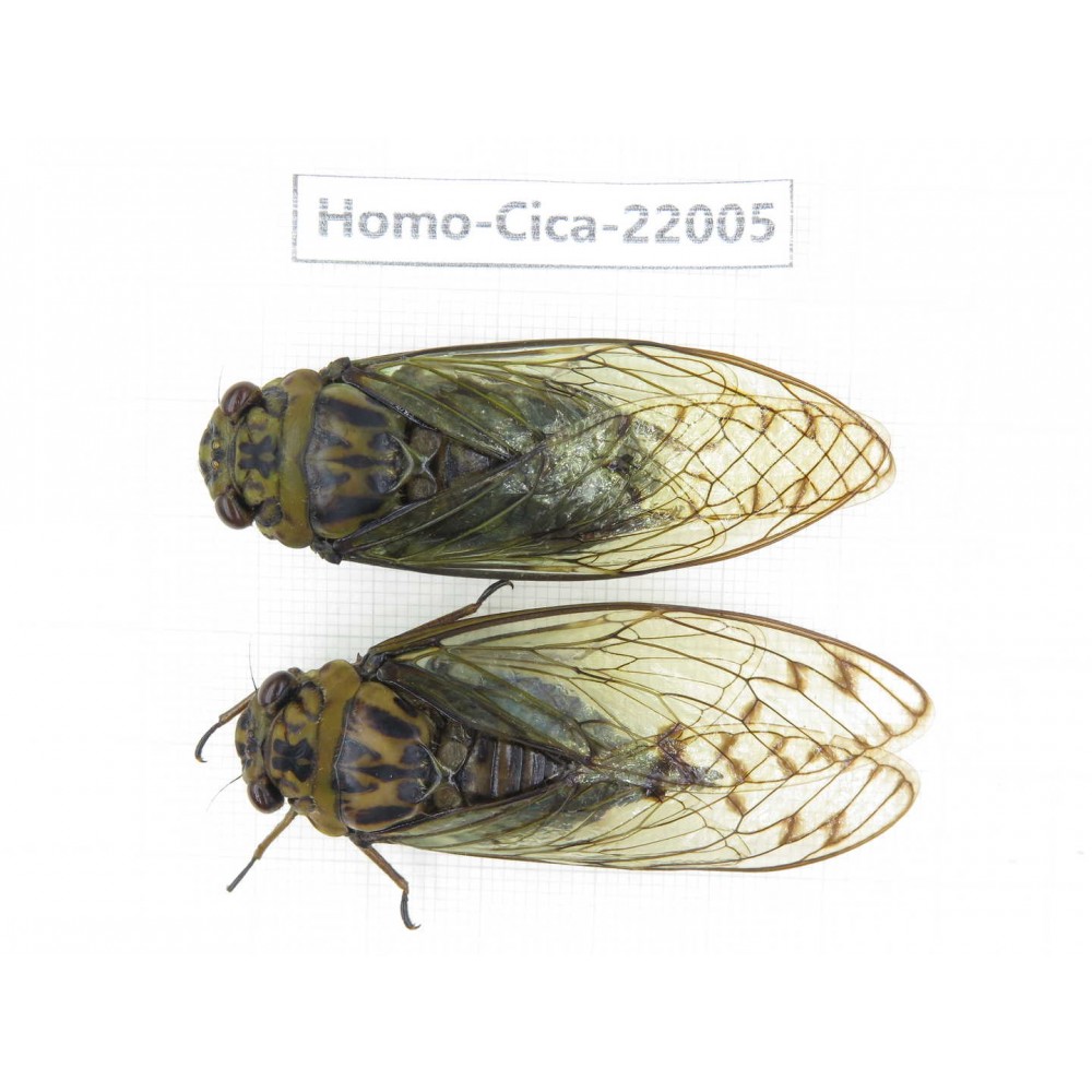 Cicadidae sp. China, Tibet, Linzhi, Bomi county. 1P. Homo-Cica-22005.