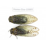 Cicadidae sp. China, Tibet, Linzhi, Bomi county. 1P. Homo-Cica-22005.