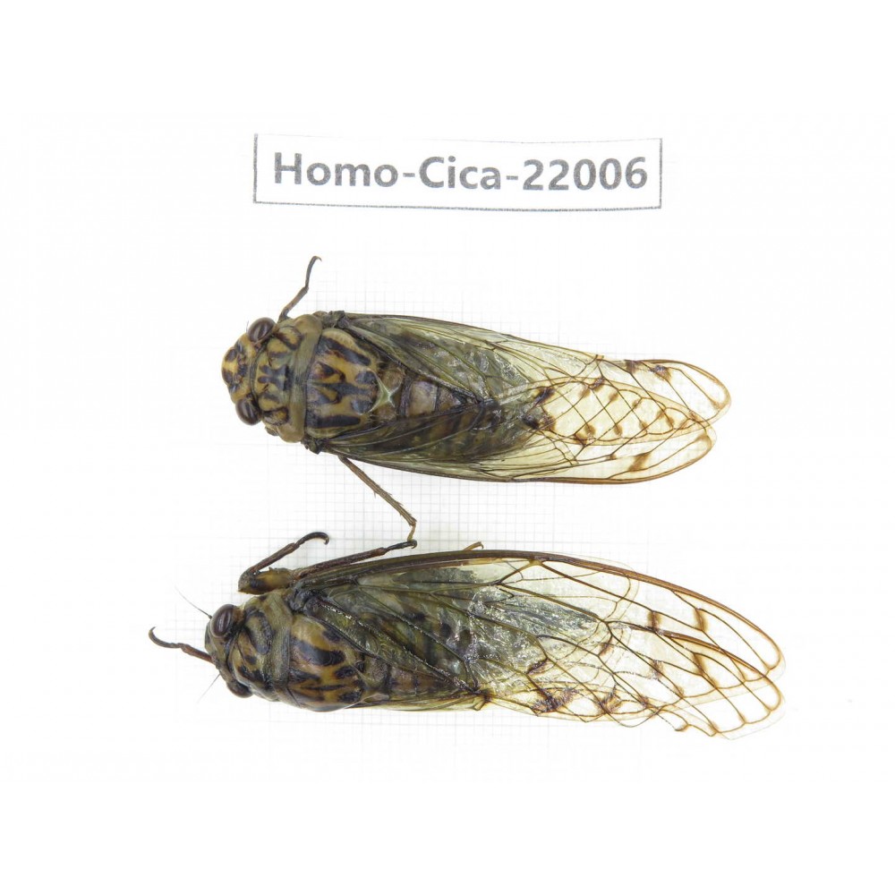 Cicadidae sp. China, Tibet, Linzhi, Bomi county. 1P. Homo-Cica-22006.