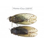 Cicadidae sp. China, Tibet, Linzhi, Bomi county. 1P. Homo-Cica-22010.