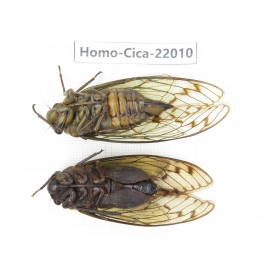 Cicadidae sp. China, Tibet, Linzhi, Bomi county. 1P. Homo-Cica-22010.