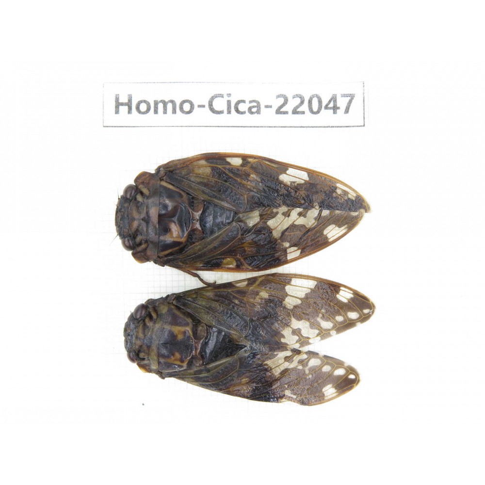 Cicadidae sp. China, Tibet, Linzhi, Bomi county. 2M. Homo-Cica-22047.