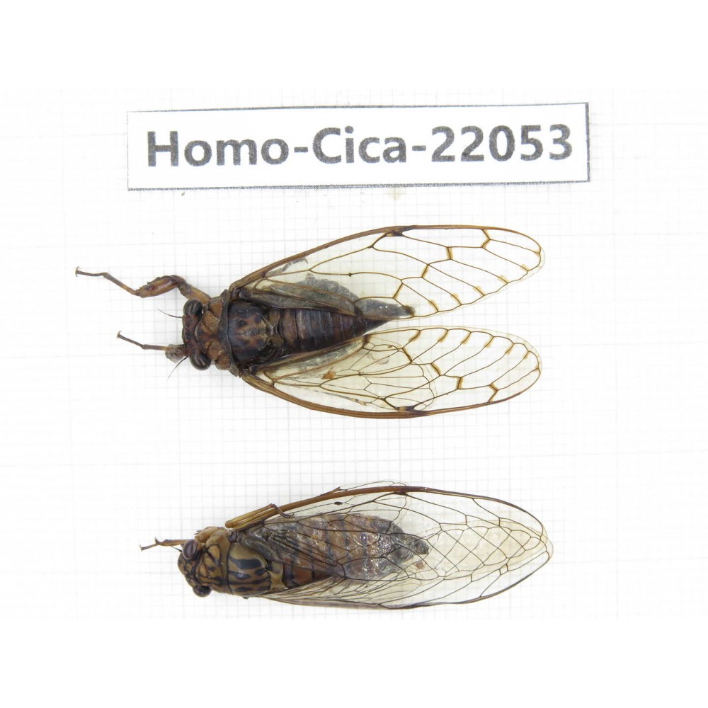 Cicadidae sp. China, Tibet, Linzhi, Bomi county. 2M. Homo-Cica-22053.