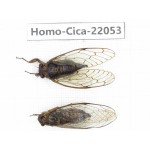Cicadidae sp. China, Tibet, Linzhi, Bomi county. 2M. Homo-Cica-22053.