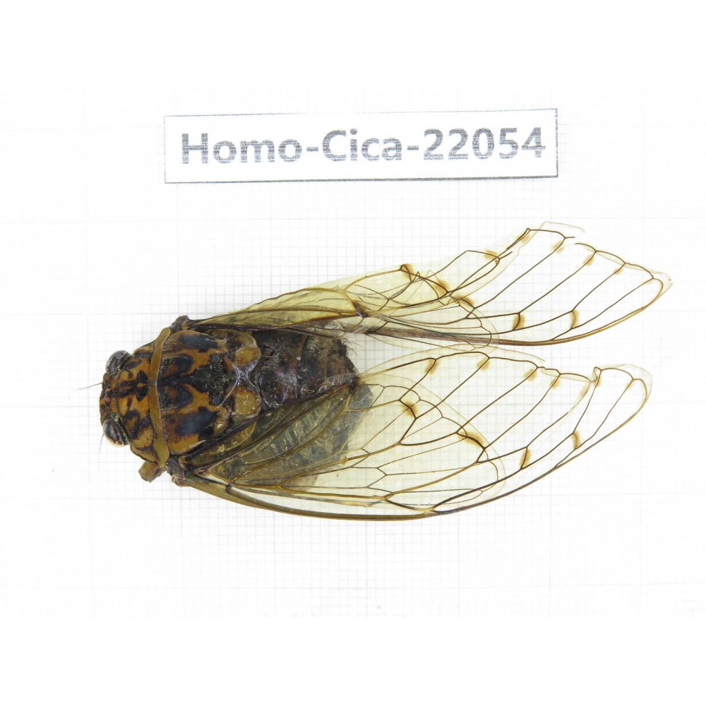 Cicadidae sp. China,  Tibet, Xigaze, Dingjie county, Chentang. 1M. Homo-Cica-22054.
