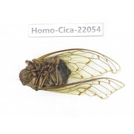 Cicadidae sp. China,  Tibet, Xigaze, Dingjie county, Chentang. 1M. Homo-Cica-22054.