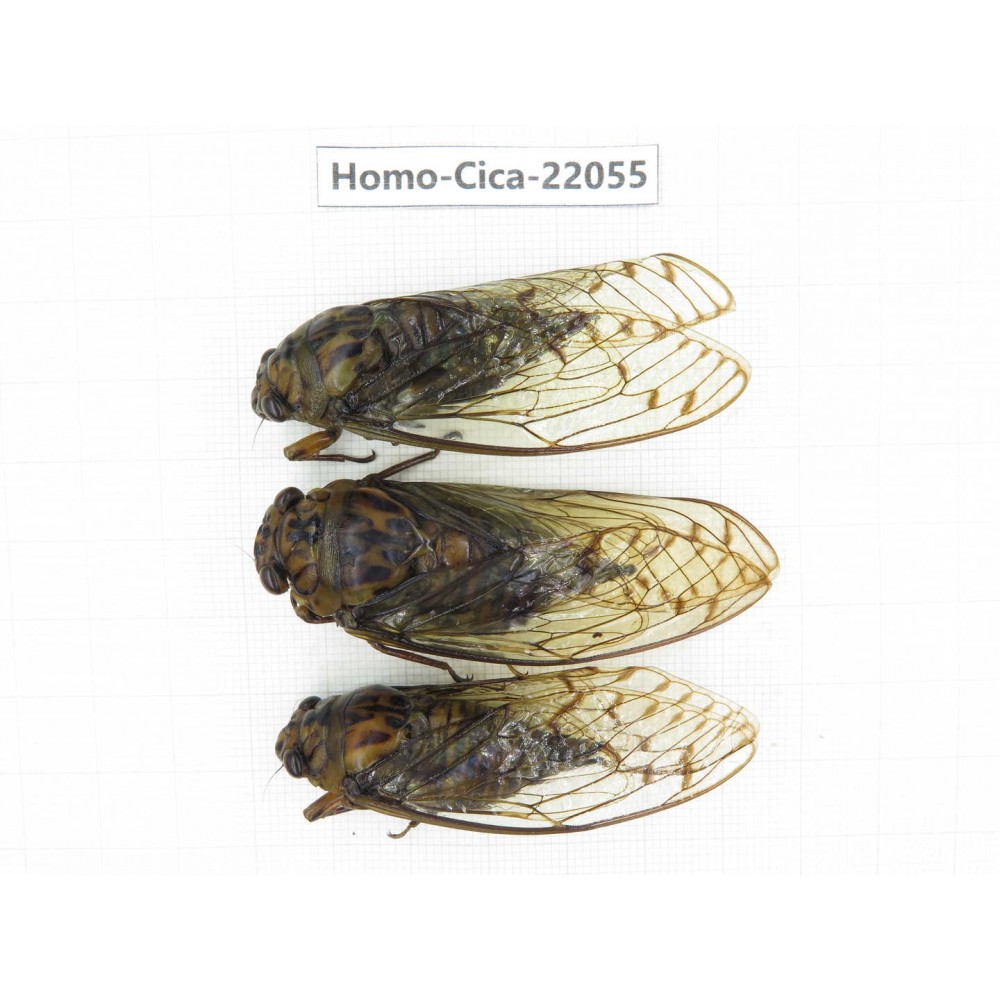 Cicadidae sp. China,  Tibet, Linzhi, Motuo county. 3F. Homo-Cica-22055.