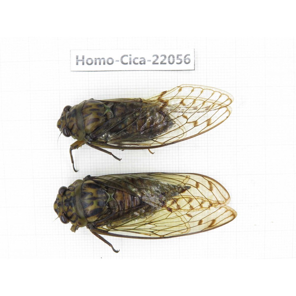 Cicadidae sp. China,  Tibet, Linzhi, Motuo county. 1P. Homo-Cica-22056.