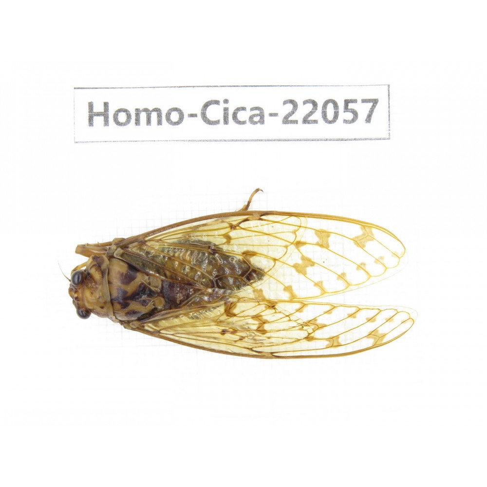 Cicadidae sp. China,  Tibet, Linzhi, Motuo county. 1F. Homo-Cica-22057.