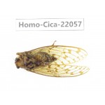Cicadidae sp. China,  Tibet, Linzhi, Motuo county. 1F. Homo-Cica-22057.