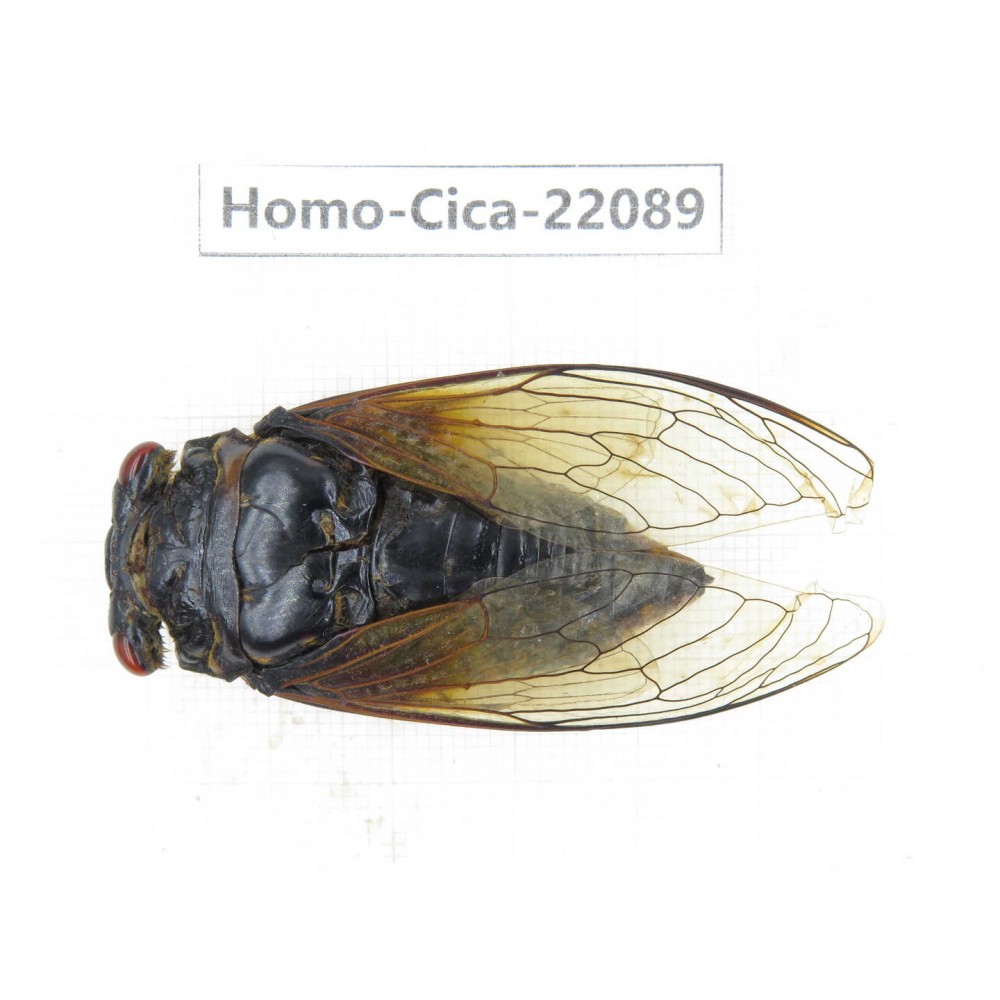 Cicadidae sp. China, Yunnan, Yuxi, Xinping county. 1M. Homo-Cica-22089.