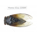 Cicadidae sp. China, Yunnan, Yuxi, Xinping county. 1M. Homo-Cica-22089.