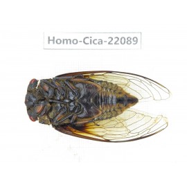 Cicadidae sp. China, Yunnan, Yuxi, Xinping county. 1M. Homo-Cica-22089.
