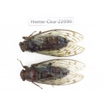 Cicadidae sp. China, Guizhou, Tongren, Mt.Fanjingshan.2M. Homo-Cica-22090.