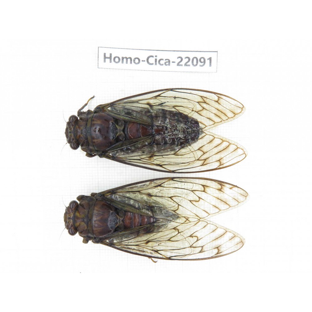 Cicadidae sp. China, Guizhou, Tongren, Mt.Fanjingshan.1P. Homo-Cica-22091.