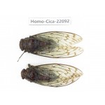 Cicadidae sp. China, Guizhou, Tongren, Mt.Fanjingshan.2F. Homo-Cica-22092.