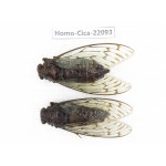 Cicadidae sp. China, Guizhou, Tongren, Mt.Fanjingshan.2M. Homo-Cica-22093.