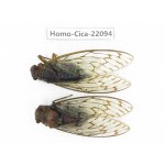 Cicadidae sp. China, Guizhou, Tongren, Mt.Fanjingshan.2F. Homo-Cica-22094.