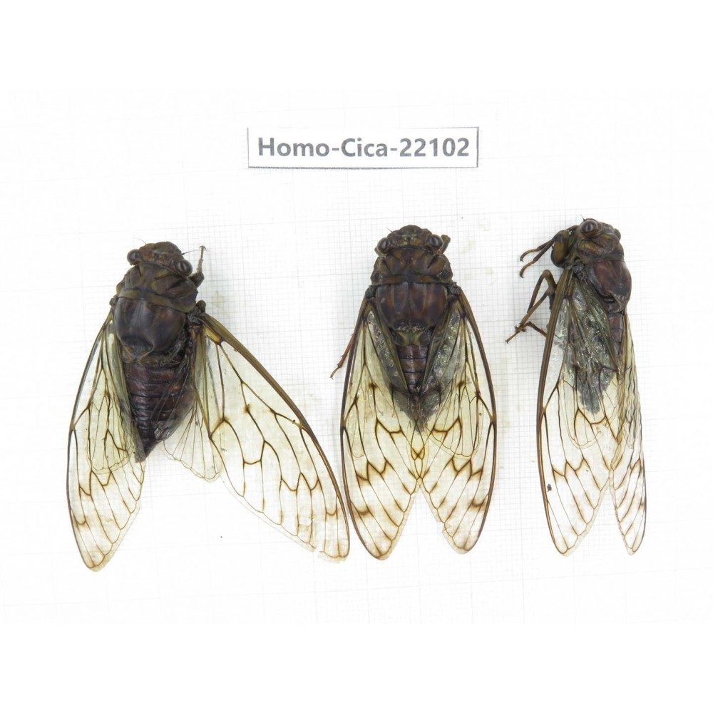 Cicadidae sp. China, Guizhou, Tongren, Mt.Fanjingshan.3M. Homo-Cica-22102.