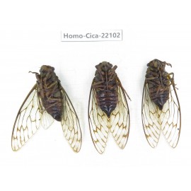 Cicadidae sp. China, Guizhou, Tongren, Mt.Fanjingshan.3M. Homo-Cica-22102.