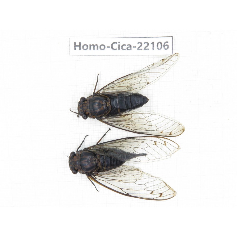 Cicadidae sp. China, Guizhou, Tongren, Mt.Fanjingshan.1P. Homo-Cica-22106.