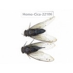 Cicadidae sp. China, Guizhou, Tongren, Mt.Fanjingshan.1P. Homo-Cica-22106.