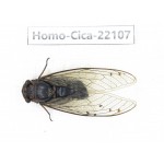 Cicadidae sp. China, Guizhou, Tongren, Mt.Fanjingshan.1M. Homo-Cica-22107.