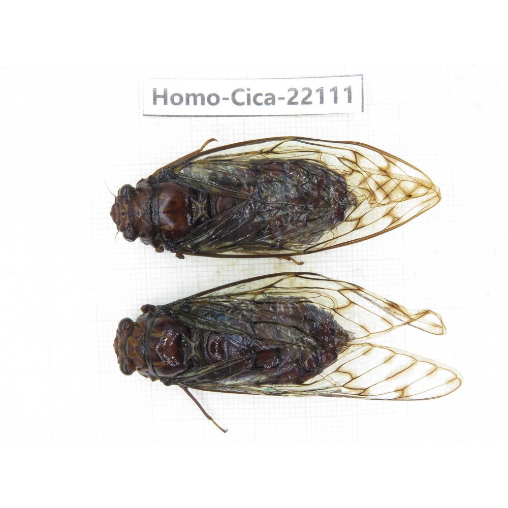 Cicadidae sp. China, Yunnan, Dehong, Longchuan. 2M. Homo-Cica-22111.