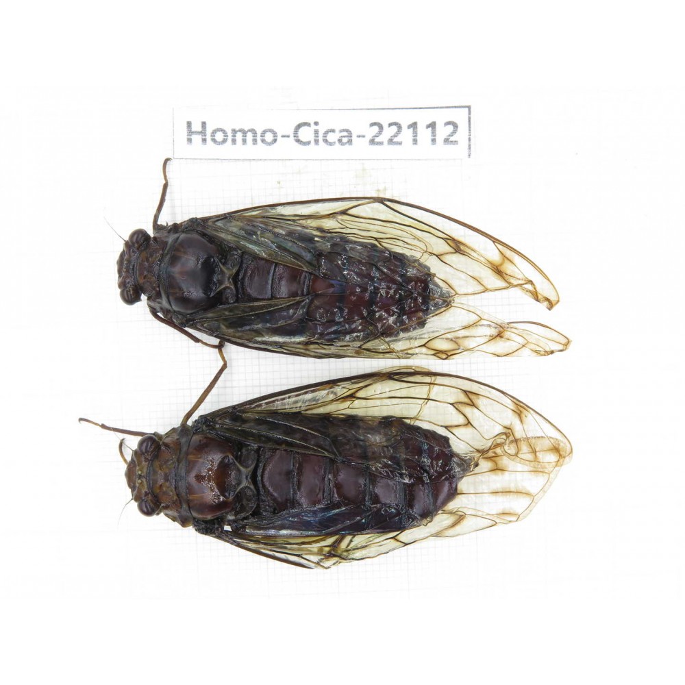 Cicadidae sp. China, Yunnan, Dehong, Longchuan. 2M. Homo-Cica-22112.