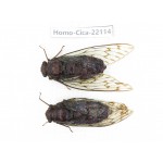 Cicadidae sp. China, Yunnan, Dehong, Longchuan. 2M. Homo-Cica-22114.