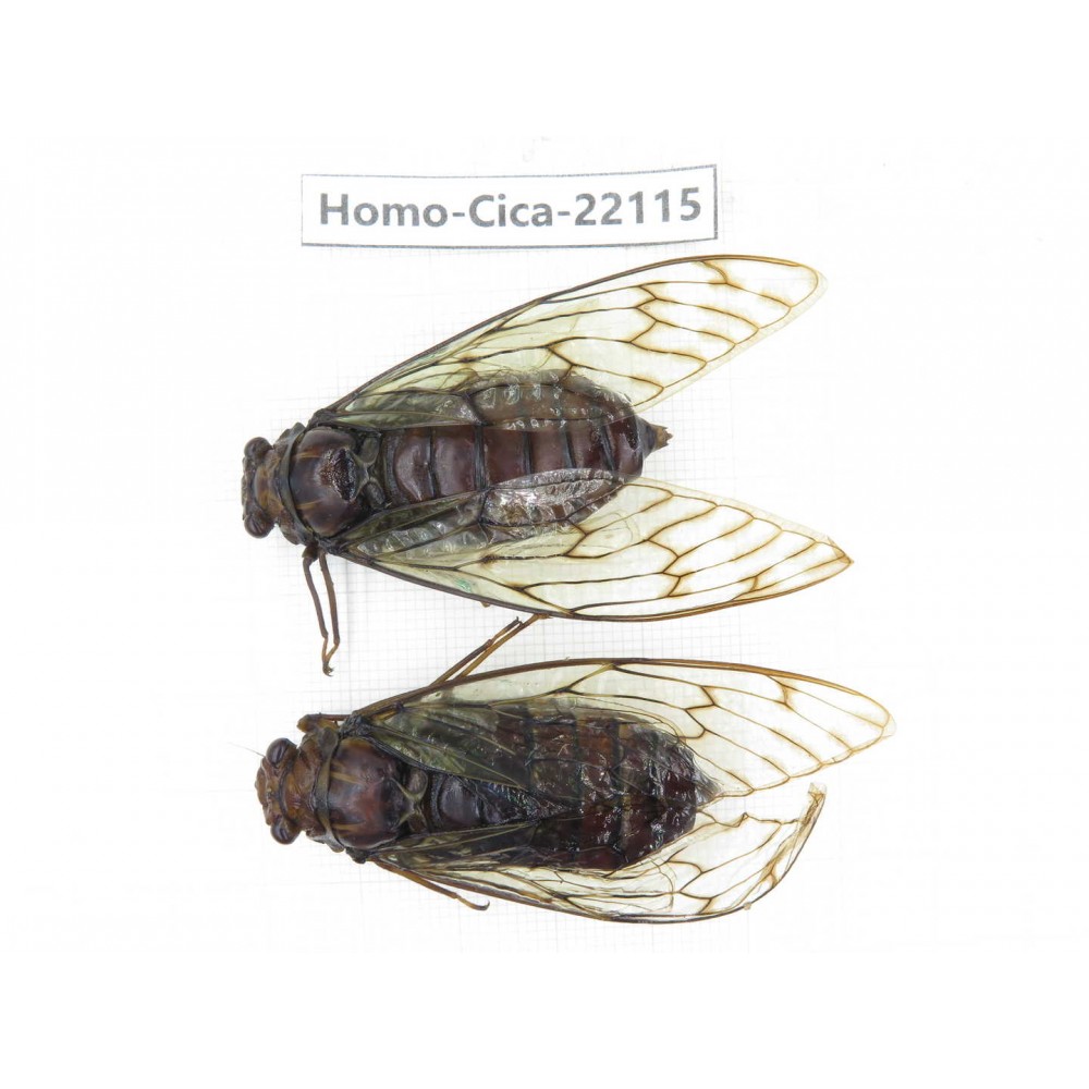 Cicadidae sp. China, Yunnan, Dehong, Longchuan. 2M. Homo-Cica-22115.