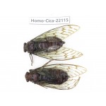 Cicadidae sp. China, Yunnan, Dehong, Longchuan. 2M. Homo-Cica-22115.