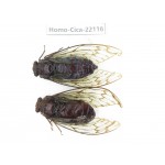 Cicadidae sp. China, Yunnan, Dehong, Longchuan. 2M. Homo-Cica-22116.