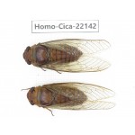 Cicadidae sp. China, Yunnan, Dehong, Longchuan. 2M. Homo-Cica-22142.