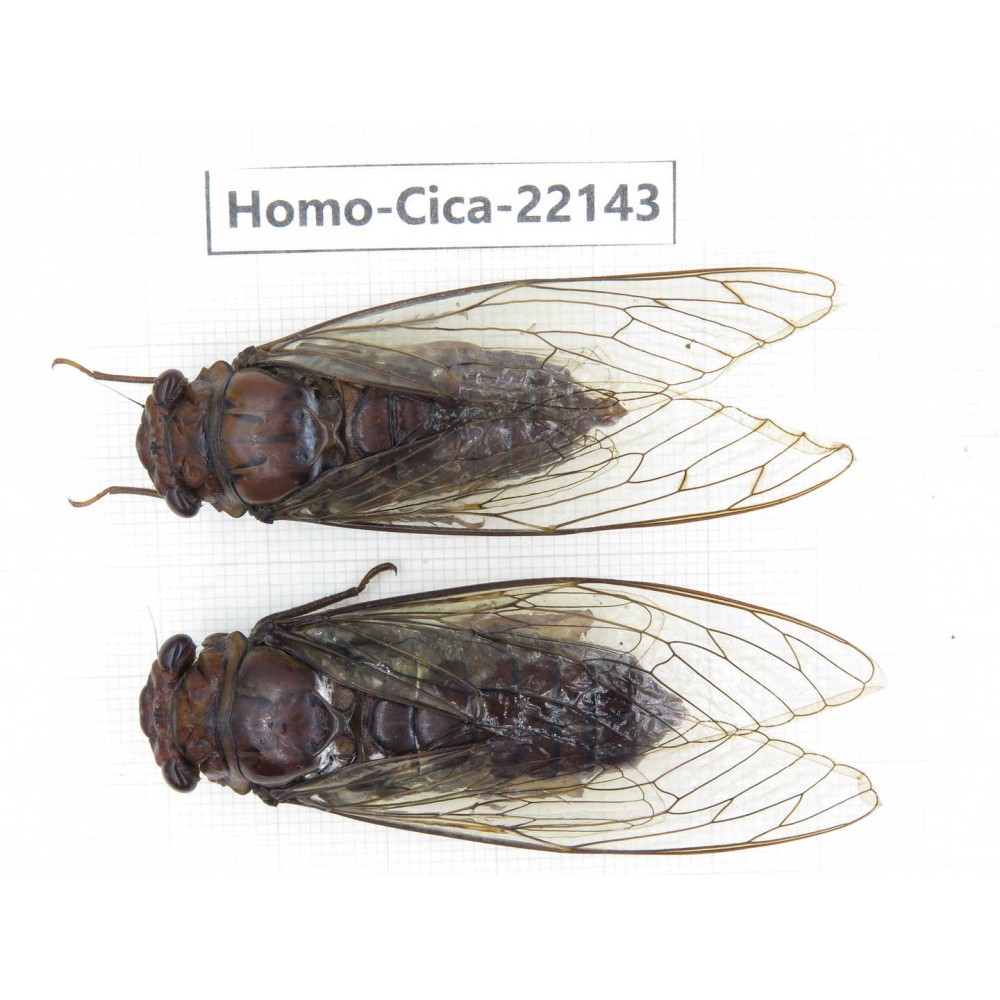 Cicadidae sp. China, Yunnan, Dehong, Longchuan. 2M. Homo-Cica-22143.