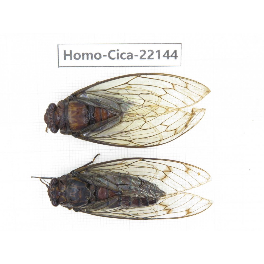 Cicadidae sp. China, Yunnan, Dehong, Longchuan. 2F. Homo-Cica-22144.