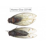 Cicadidae sp. China, Yunnan, Dehong, Longchuan. 2F. Homo-Cica-22144.
