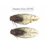 Cicadidae sp. China, Yunnan, Dehong, Longchuan. 2F. Homo-Cica-22145.