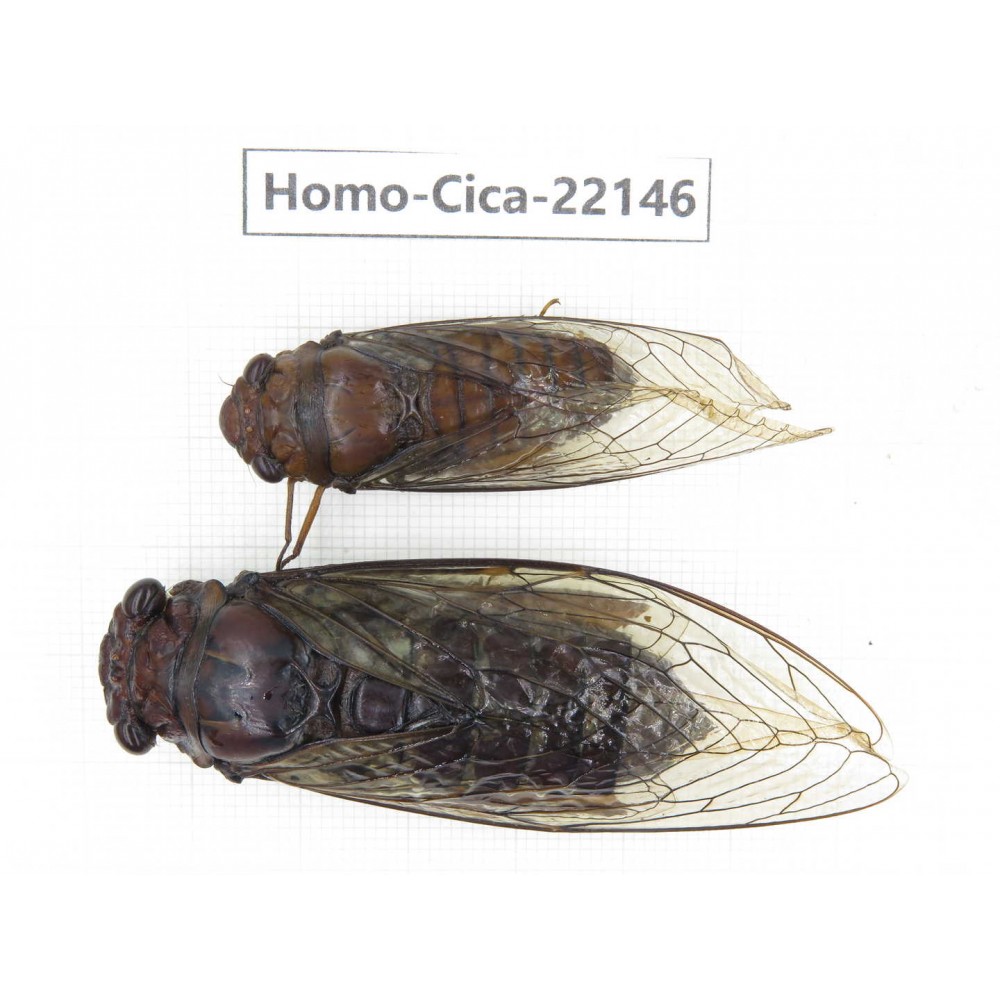 Cicadidae sp. China, Yunnan, Dehong, Longchuan. 2M. Homo-Cica-22146.