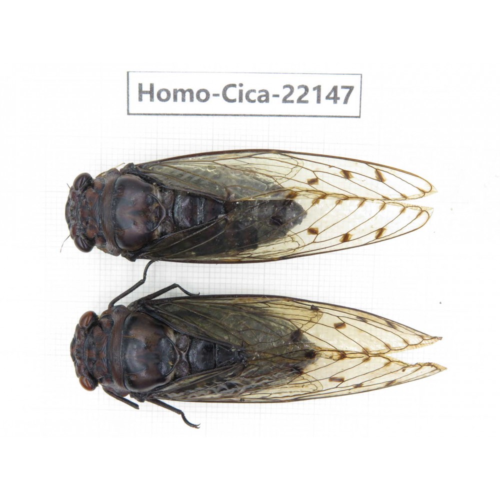 Cicadidae sp. China, Yunnan, Dehong, Longchuan. 2M. Homo-Cica-22147.