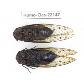 Cicadidae sp. China, Yunnan, Dehong, Longchuan. 2M. Homo-Cica-22147.