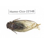 Cicadidae sp. China, Yunnan, Dehong, Longchuan. 1F. Homo-Cica-22148.