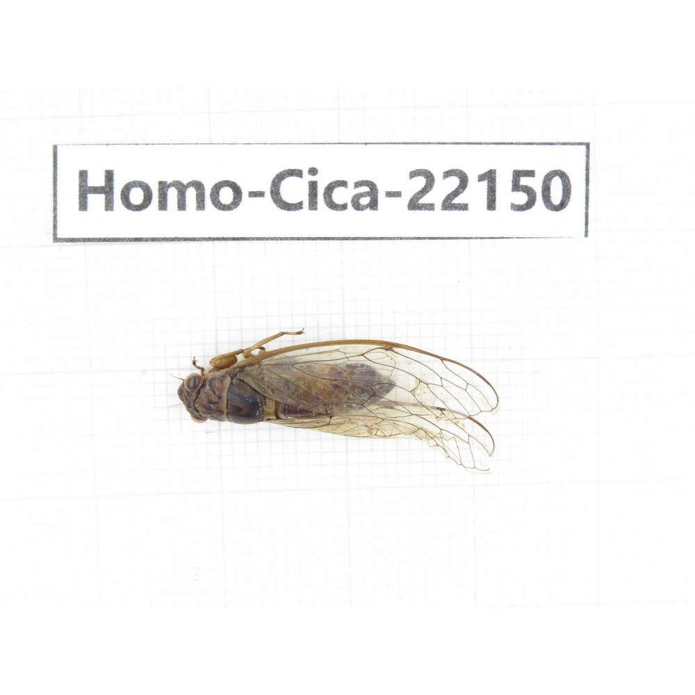 Cicadidae sp. China, Yunnan, Dehong, Longchuan. 1F. Homo-Cica-22150.