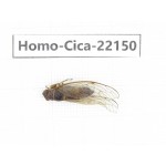 Cicadidae sp. China, Yunnan, Dehong, Longchuan. 1F. Homo-Cica-22150.