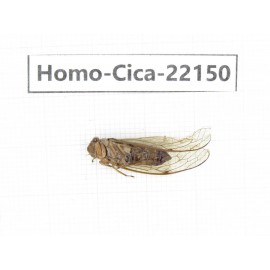 Cicadidae sp. China, Yunnan, Dehong, Longchuan. 1F. Homo-Cica-22150.
