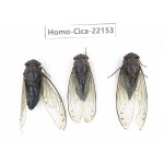 Cicadidae sp. China, Guizhou, Tongren, Mt.Fanjingshan. 2M1F. Homo-Cica-22153.