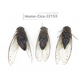 Cicadidae sp. China, Guizhou, Tongren, Mt.Fanjingshan. 2M1F. Homo-Cica-22153.