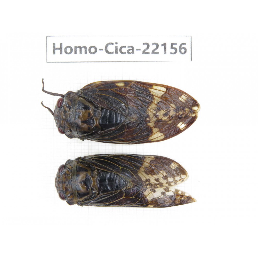 Cicadidae sp. China, Yunnan, Nujiang, N of Mt.Biluoxueshan. 1P. Homo-Cica-22156.