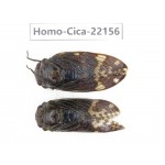Cicadidae sp. China, Yunnan, Nujiang, N of Mt.Biluoxueshan. 1P. Homo-Cica-22156.
