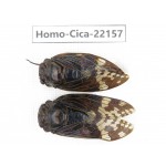 Cicadidae sp. China, Yunnan, Nujiang, N of Mt.Biluoxueshan. 2M. Homo-Cica-22157.